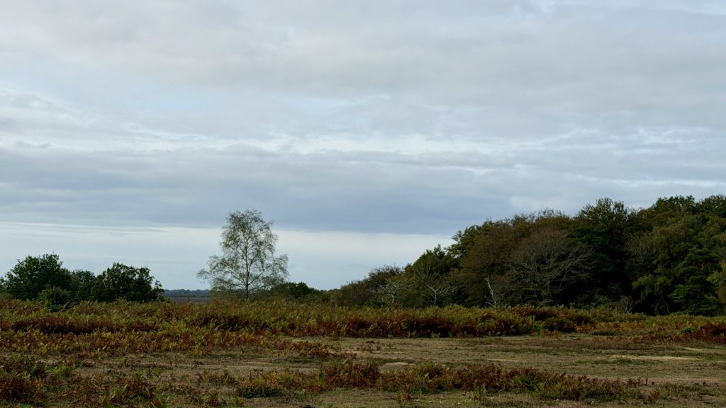 Open New Forest heath in October: rust-coloured bracken, a lone silver birch and broadleaf woodland under a pale grey sky.
